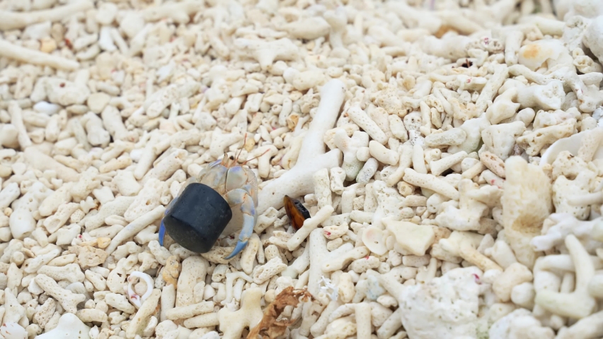 Hermit crab carrying a plastic bottle cap. Concept of the problem of ocean pollution caused by plastic waste. | Shutterstock HD Video #1075118420