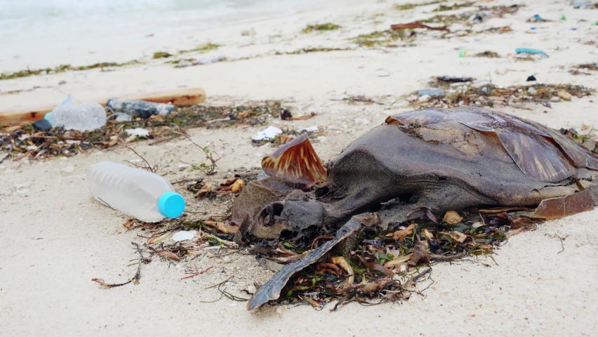 Dead sea turtle on the beach. Concept of the problem of ocean pollution caused by plastic waste. | Shutterstock HD Video #1075118447