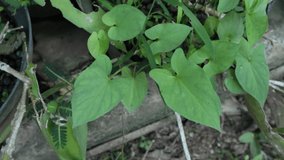 small taro leaf grass plant video