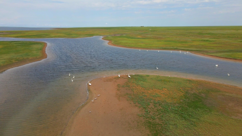 Flock of Wild White Swans Depart and Fly over Lake. Aerial View