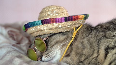 Cat. The cat in sunglasses and a sombrero sleeps on the bed.