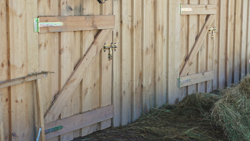 Young girl with a bundle of hay in the ranch during the daytime. Horse stable with wooden doors. Concept of feeding fresh hay to horses. Horse feeds. 