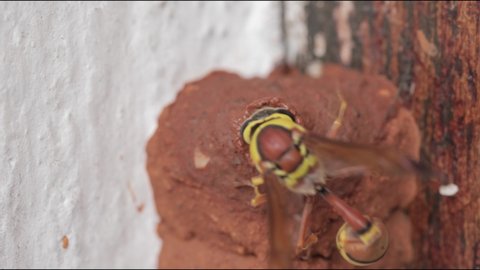 Potter wasp build nest and laying eggs 4K (4096x2304) 24fps | Flat color profile | UHD
