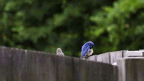 Female and male Eastern bluebirds sitting together on a wooden fence. Slow footage. Clip C.