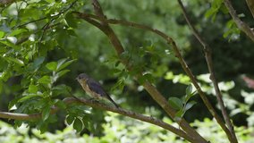 Eastern bluebird female sitting on a tree branch in early summer. Slow footage. Clip A.