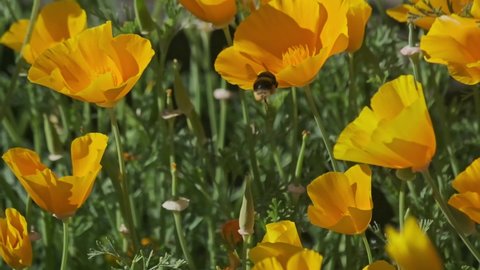Bumble bee pollenating golden orange California Poppy flowers slow motion