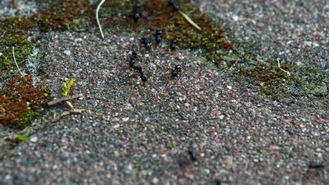 Jet Black Ants Marching On Pebbled Ground. - Close Up Shot