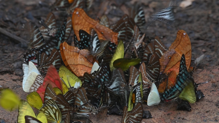 Butterflies Assorted and Colorful, kaleidoscope of butterflies huddling together on a wet ground eating minerals while others fly around as seen in Kaeng Krachan National Park in Thailand.