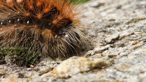 ant preys caterpillar in the wood (Formica rufa)