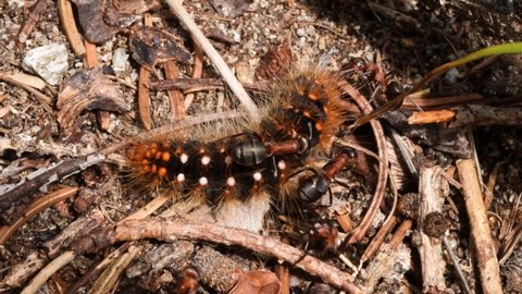 ant preys caterpillar in the wood (Formica rufa)