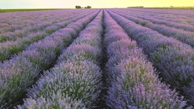 Aerial drone video of lavender plantation in Europe 