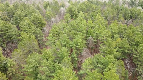 4K flyover of tall green pine trees at Lake Itasca, Minnesota in early spring (some deciduous trees with no leaves can be seen as well). Drone slowly zooms out.