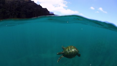 Close-Up Slow Motion Shot Of Green Turtle Swimming In Ocean By Kauai Island