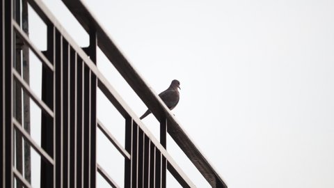 A dove on the roof grill in the silhouette.