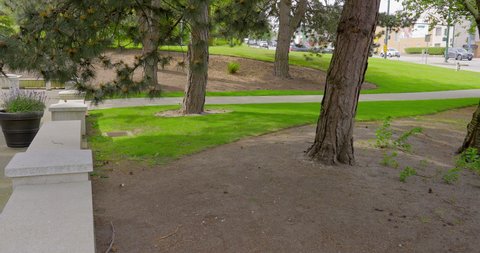 Establishing shot of nice outdoor landscape with green lawn, maple tree and green background in Vancouver, Canada, North America. Overcast. Day time on May 2021. Still camera view. ProRes 422 HQ.