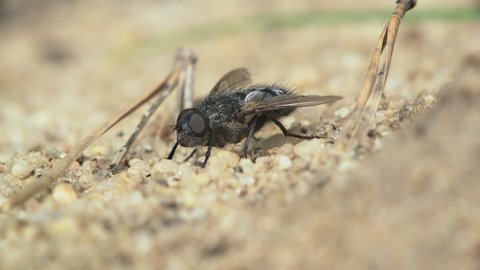 Macro of a housefly (muscidae) basking in the sun on the sand.
