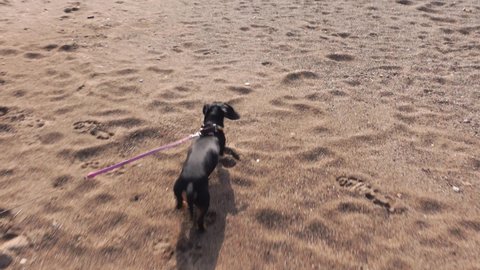 Funny dachshund dog with black brown fur and long leash runs along empty yellow sandy beach to sea water under bright sunlight