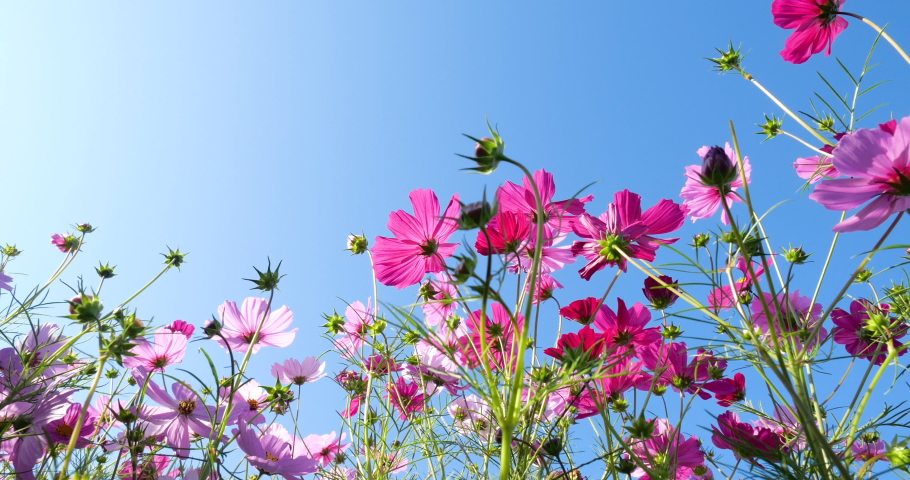 Video of a field of cosmos in full bloom, looking up at the flowers from directly below and slowly turning. Royalty-Free Stock Footage #1075150073