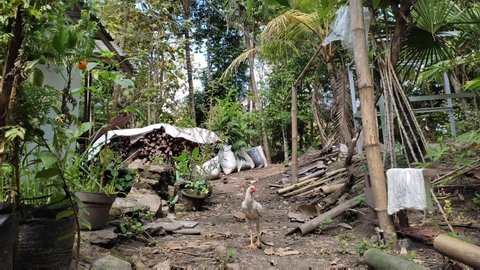 Feed Chicken On Garden Chicken Roaming Stock Footage Video (100% ...
