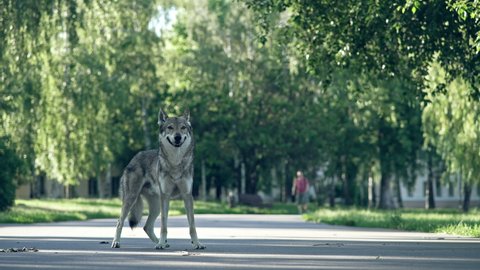Gray wolf run in city park. The Czechoslovak Wolfdog