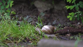 Close up 4k video of an adult garden snail moving slowly. Concept of nature, animal life and speed. 