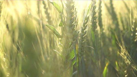 Authentic scenic wheat ears stem close-up. Sun rays and lens flares during a beautiful sunset in a golden hour. Cinematic slow-motion of a healthy wheat field. Food production and agriculture concept