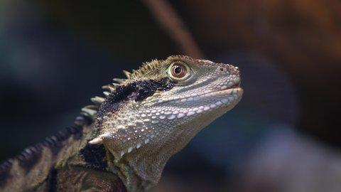 Physignathus Lesueurii or Australian Water Dragon, close-up, head. Agama looks closely. very beautiful reptile.
