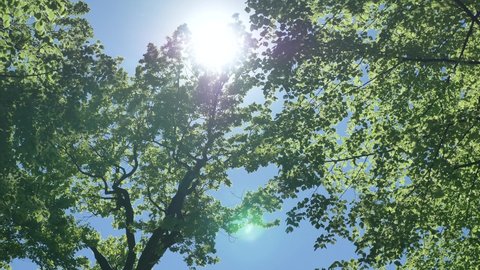 Bright sun disk shines through large tree branches with green leaves in local recreational park against blue sky low angle shot