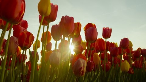 CLOSE UP, LENS FLARE, DOF: Picturesque shot of a field of tulips illuminated at golden sunset. Beautiful summer evening sunbeams shine on the colorful tulips in the picturesque Dutch countryside.