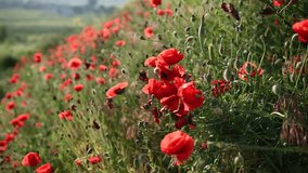 beautiful red poppies in a green field. Large number of colors
