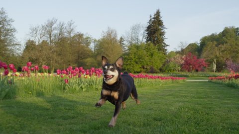 SLOW MOTION, LOW ANGLE, CLOSE UP, DOF: Happy black miniature pinscher puppy runs along a field of tulips in Netherlands. Carefree senior dog runs around a scenic tulip garden in picturesque Holland.