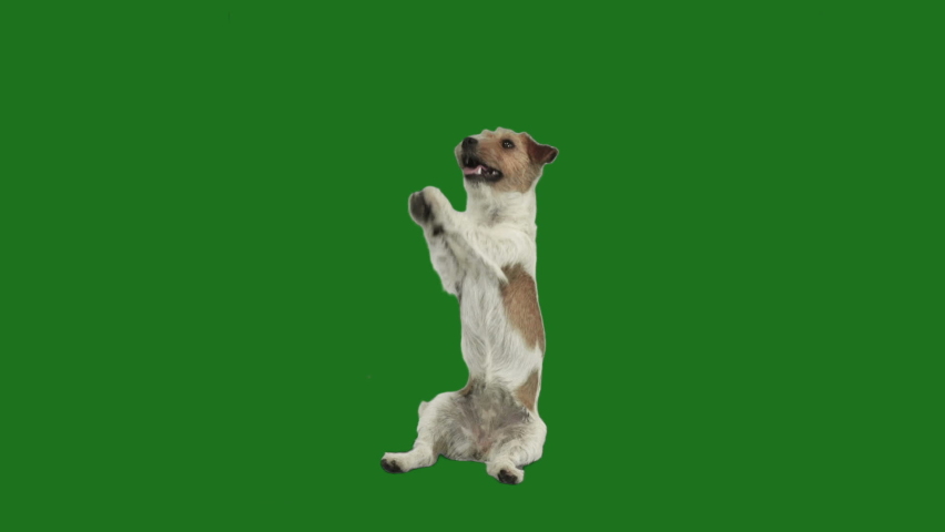 dog stands on its hind legs on a green screen Royalty-Free Stock Footage #1075165280