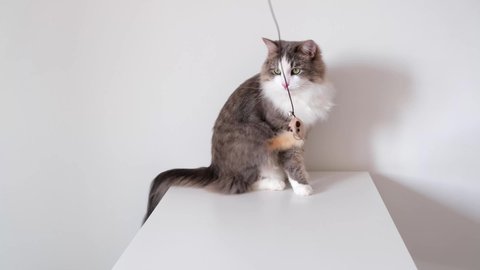 Cute gray cat plays with a toy mouse on a rope. Pet entertainment