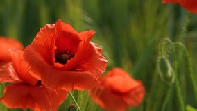 Close-up view 4k stock video footage of many red poppy flowers blooming on green field with riping green wheat spikes growing in scenic sunset summer countryside