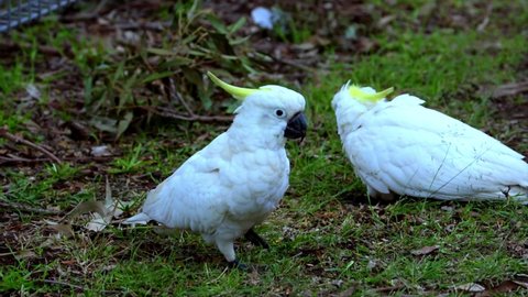 Two Sulphur yellow crested white cockatoo feeding on a seeds amongst the grass in a Sydney Suburban Park NSW Australia