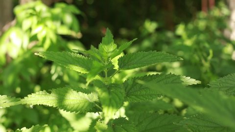 Nettle. Nettle with green leaves. Background Plant nettle grows in the ground. Medical concept