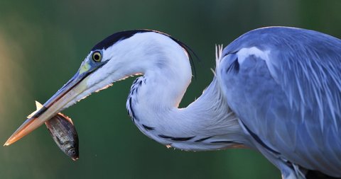 Portrait of a Gray Heron in a pond