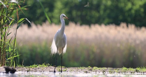 Portrait of a great egret in a pond