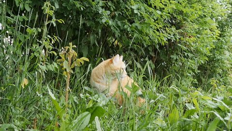 ginger cat sneaks slowly through the grass. Playful red cat hunts on a green field. Slow motion