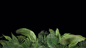 tropical plants moving in the wind in a loop animation with alpha channel