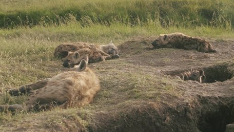 Hyena's lay around, and cubs pop their heads out of the den.  
