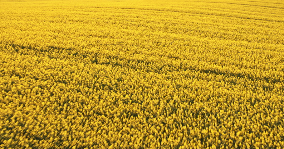 Horizon over vast yellow canola field