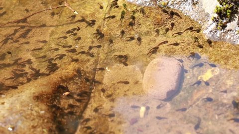 Numerous tadpoles swim in a pool of water by the river. Evolution of the life cycle of frogs. Riverside, Wales, UK.