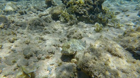 Scorpionfish hiding among the rocks on the reef. Tasseled Scorpionfish, Small-scaled Scorpionfish (Scorpaenopsis oxycephala)