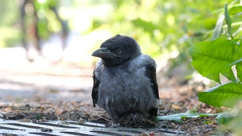 The close-up of the chick of a hooded crow. (Corvus cornix)
