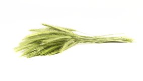 Green spikelets of field grass on white background. Rotation 360. 4K UHD video footage 3840X2160.