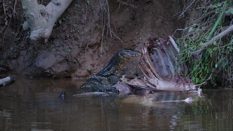 Asian Water Monitor and a Turtle; a Turtle appears behind the Monitor Lizard as it wants to also feed from the carcass of a Sambar Deer, the Lizarding the carcass to take more meat.