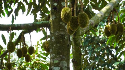 Hanging durian fruit in Vietnamese Jungle