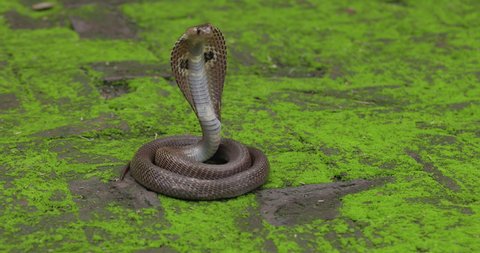 Dangerous Indian spectacled Cobra Coiled and hood up following aggressive on green ground