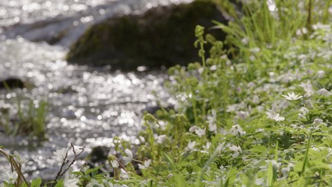 NATURE - Wood anemone flowers next to a stream, Sweden, slow motion focus pull